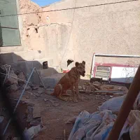 توله هشت ماهه|سگ|سجاس رود, |دیوار