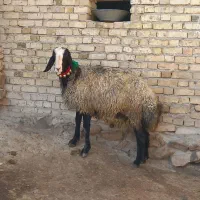 قوچ شالی اصیل