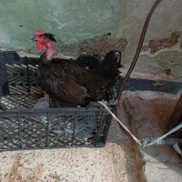 مرغ|حیوانات مزرعه|امیدیه, |دیوار