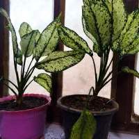 فروش گل آگلونما برفی