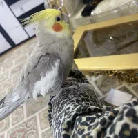 عروس هلندی نر دستی  سخنگو  بالغ با جوجه سرلاکی