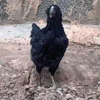 مرغ و خروس گلین طوسی، سیاه،جوان ۶ماهه