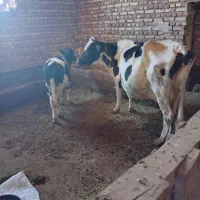 سلام یک گاو شیری