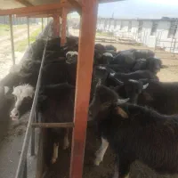 گاو میش نر داشتی