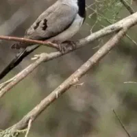 کبوتر زینتی .فنچ ستاره ای