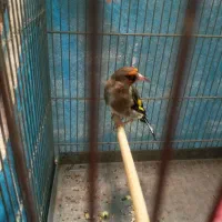 سره قناری.سره.قناری. معاوضه