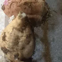 چغندرقندتازه وشیرین وجووتفاله خشک گوسفندی وگاوی