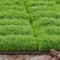 توم هاشمی درجه ۱