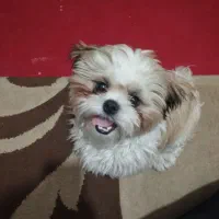 سگ پا کوتاه شیتزو فلت اصیل