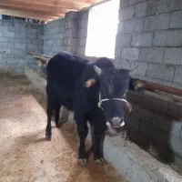 گاو نر|حیوانات مزرعه|رشت, کوی مهر|دیوار