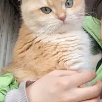 گربه بریتیش|گربه|سهند, |دیوار