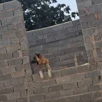 واگذاری سگ سرابی|سگ|قزوین, |دیوار