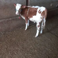 دو‌عدد‌گوساله‌سیمینتال‌یکی‌نر‌یکی‌ماده‌