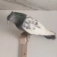 جفت سینه سبز