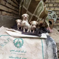 پاکوتا جیبی سایز بسیار ریز|سگ|آق قلا, |دیوار