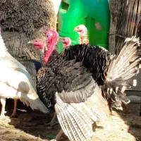 فروش بوقلمون محلی