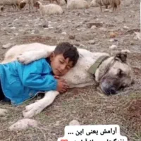 نیازمند کارگر ساده چوپان ویا افغانی برای دامداری