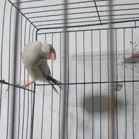 فنچ شکلاتی نرگسی یا مصری نر