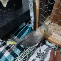 2 عددعروس هلندی دو ماهه خوشگل