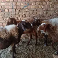میش|حیوانات مزرعه|میان جلگه, |دیوار
