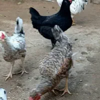 تخم نطفه‌دار گلین‌های اصیل و کرچ شو