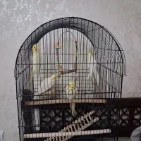 چهار عروس هلندی به همراه قفس بزرگ