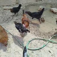 چندتا بچه خروس وباری محلی به شرط