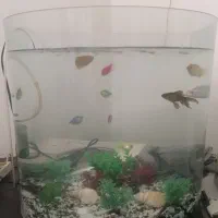 فوری فوری فوری فروش آکواریوم بالوازم داخلش و ماهی