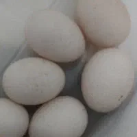 فروش تخم اردک