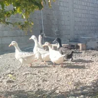 اردک تخم گذار|حیوانات مزرعه|توکهور, |دیوار