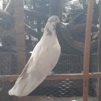 کبوتر غریب|پرنده|گتاب, |دیوار