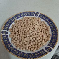 نخود دیم امسال