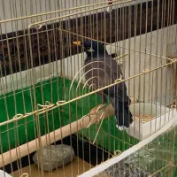 مرغ مینا سرحال