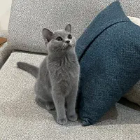 گربه بریتیش واکسن خورده