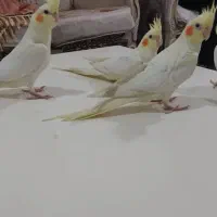 عروس هلندی لوتینو چشم شرابی|پرنده|شهریار, شهرک بهاران (ویره)|دیوار