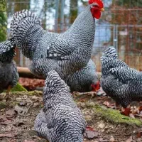 تخم نطفه دار و جوجه پلیموت راک اصل