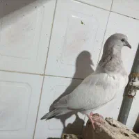 کبوتر