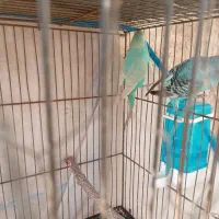 مرغ عشق مولد|پرنده|کرج, فاز ۲ مهرشهر|دیوار