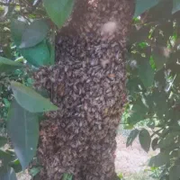 فروش زنبور ۸و۹ قاب فول