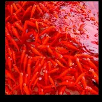 ماهی قرمز طعمه برای شکاف اردک ماهی