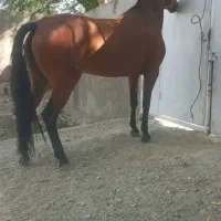 اسب مادیان کرد