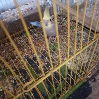 عروس با جوجه|پرنده|بندر ماهشهر, |دیوار