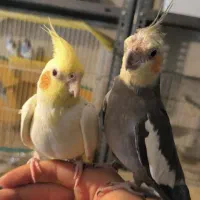 جفت عروس هلندی دستی و سخنگو