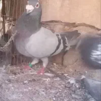 کبوتر پلاکی مسافتی