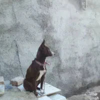 سگ پاکوتاه|سگ|خرمآباد, |دیوار