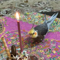 عروس هلندی گم شده طوسی رنگ
