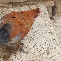 خروس|حیوانات مزرعه|هرسین, |دیوار