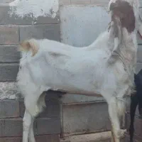 تکه اسراییلی اصل
