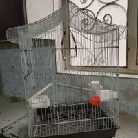 قفس مناسب طوطی سانان