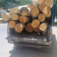 فروش چوب کبوده تحویل کارگاه|خدمات باغبانی و درختکاری|سامان, |دیوار